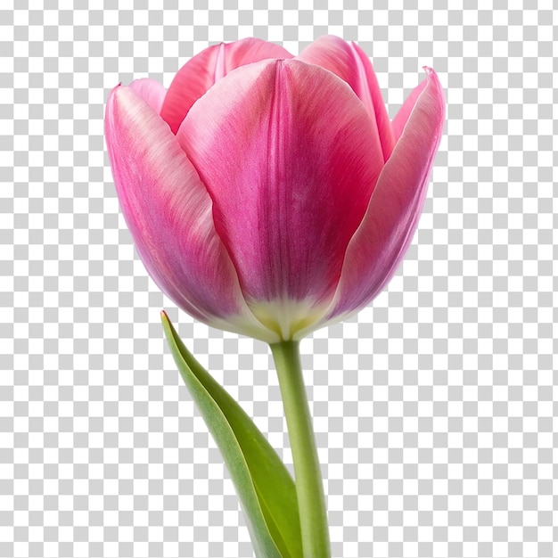 PSD uma tulipa rosa em fundo transparente