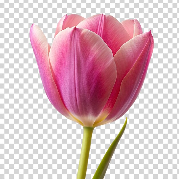 Uma tulipa rosa em fundo transparente