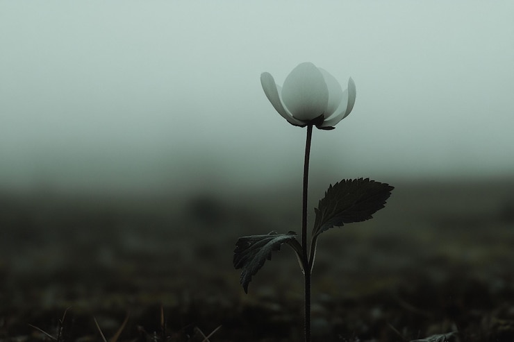 PSD uma única flor branca num campo nebuloso
