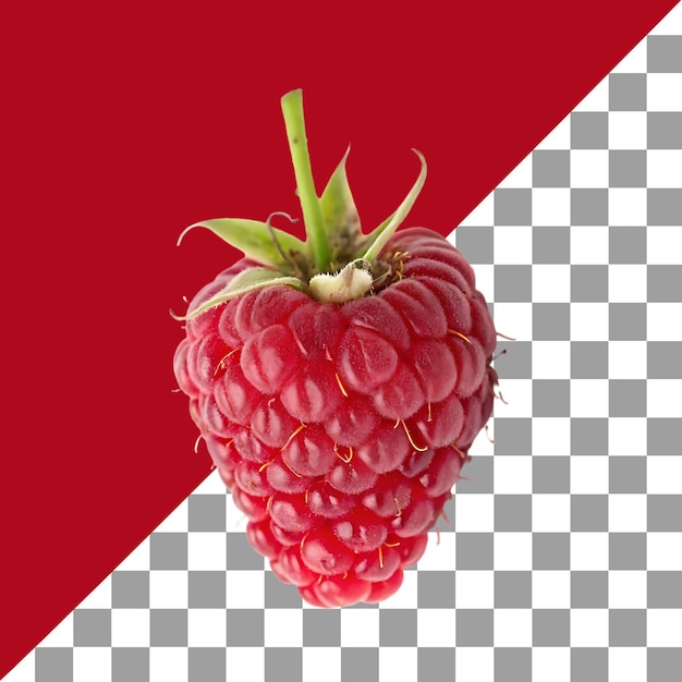 Uma única framboesa madura com fundo transparente frutas suculentas frescas