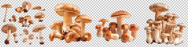 Uma variedade de cogumelos selvagens isolados em fundo transparente