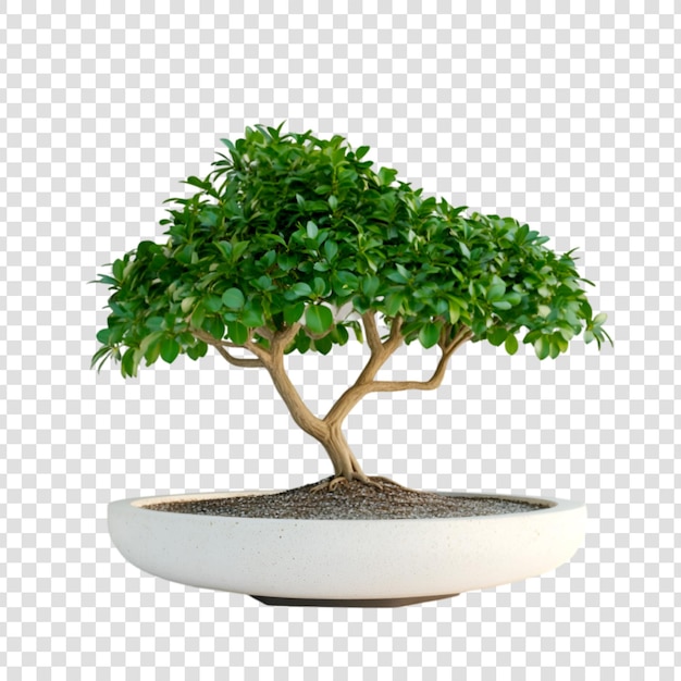 Un albero bonsai dettagliato in un elegante vaso bianco su uno sfondo trasparente