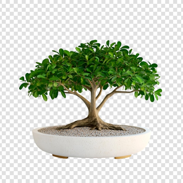 Un albero bonsai dettagliato in un elegante vaso bianco su uno sfondo trasparente
