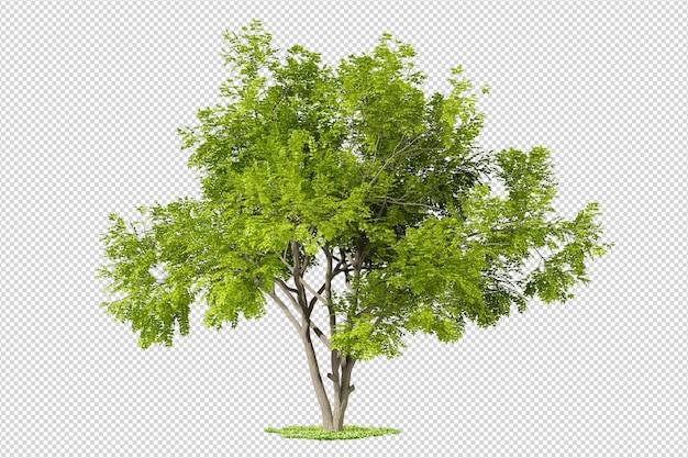 un albero con foglie verdi e uno sfondo bianco