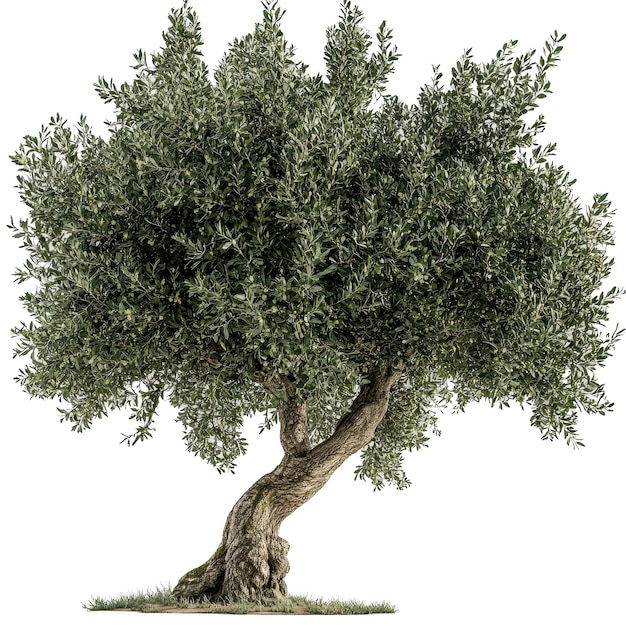 un albero d'oliva con uno sfondo bianco con un'immagine di un albero