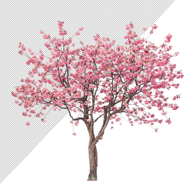 Un albero di ciliegio in fiore con fiori rosa