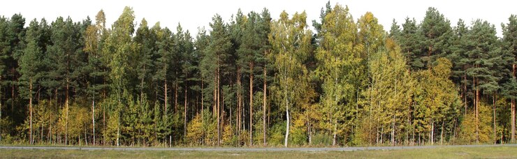 PSD un albero in un campo con uno sfondo celeste