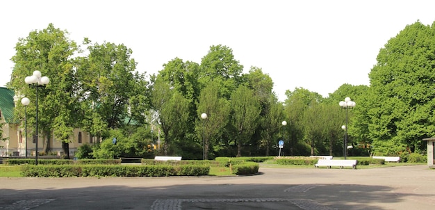 un albero in una città con un cartello che dice " nessun parcheggio "
