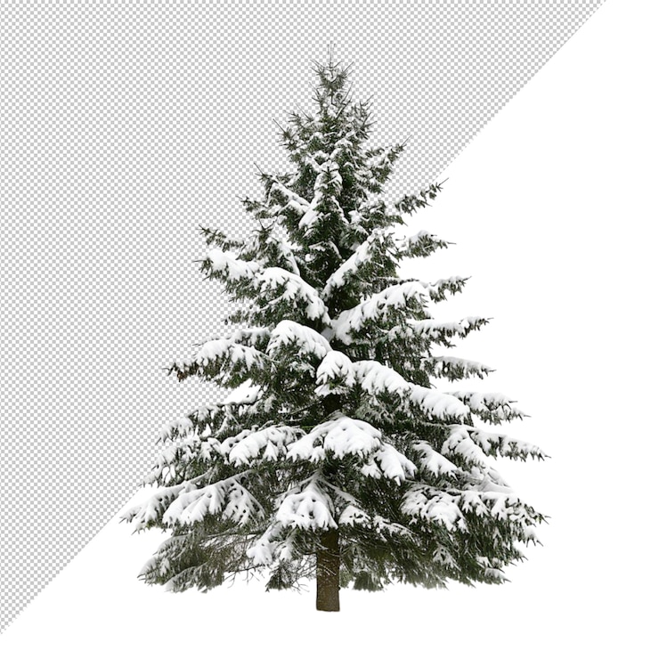 PSD un alto albero sempreverde con i rami coperti di neve