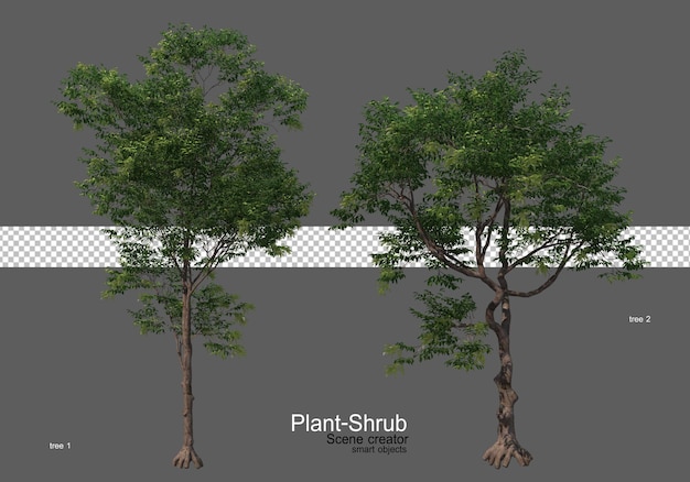 Un'ampia varietà di alberi e arbusti