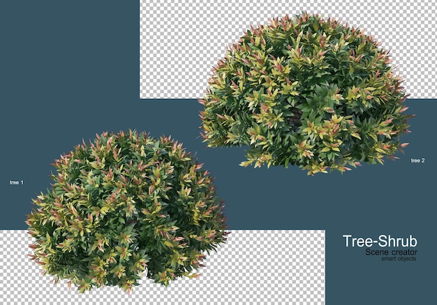 Un'ampia varietà di alberi e arbusti