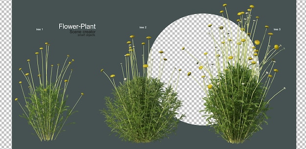 un'ampia varietà di fiori e piante