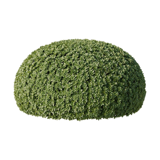 Un arbusto verde arrotondato nel giardino