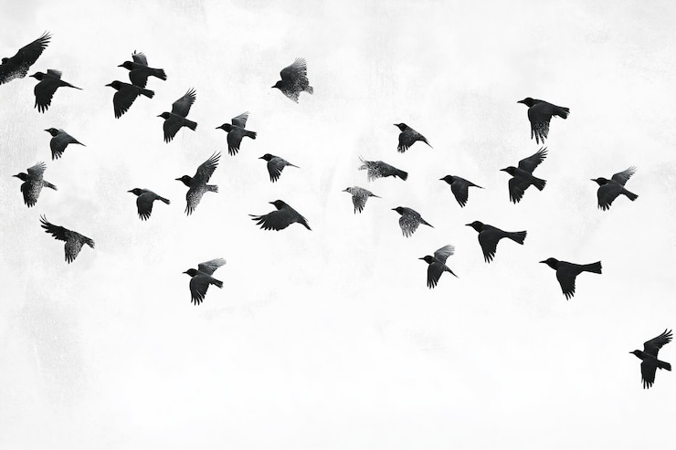 PSD un branco di uccelli neri in volo, le ali spalancate, volano da sinistra a destra, silhouette scure.