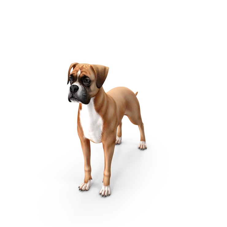 PSD un cane che è marrone e bianco