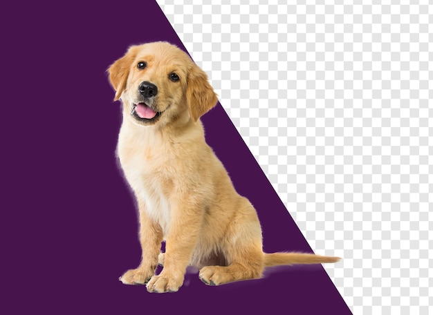 un cane con uno sfondo viola e un x bianco e nero