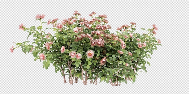 un cespuglio di rose rosa con fiori rosa