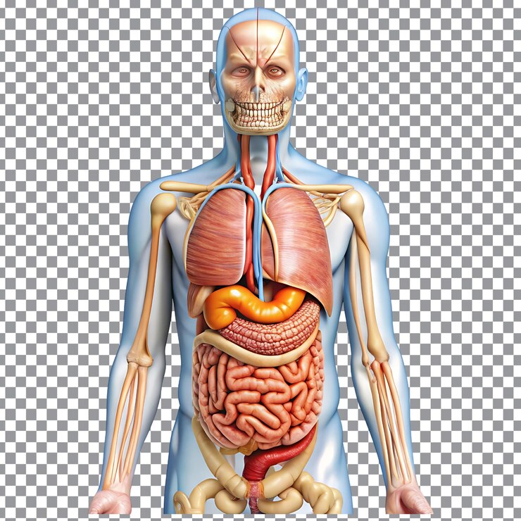 PSD un corpo umano con un corpo umano e uno stomaco visibili