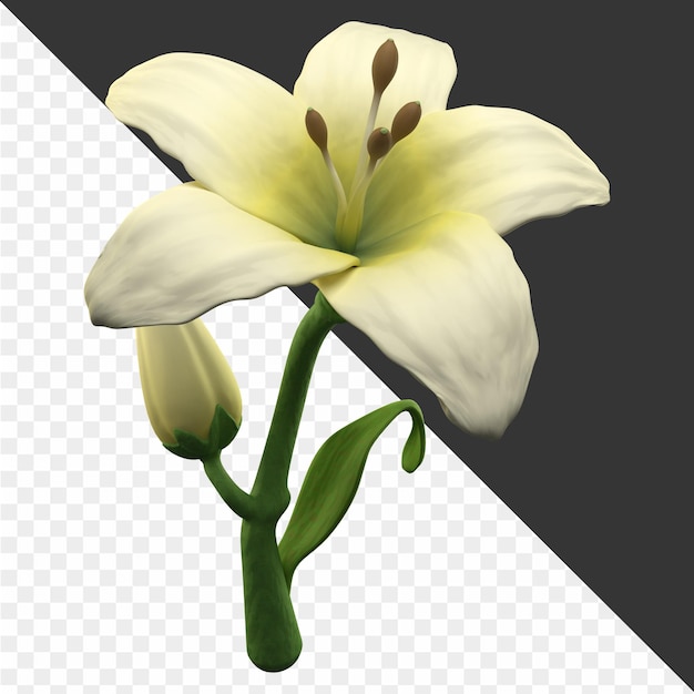 un disegno di un fiore con la parola giglio su di esso