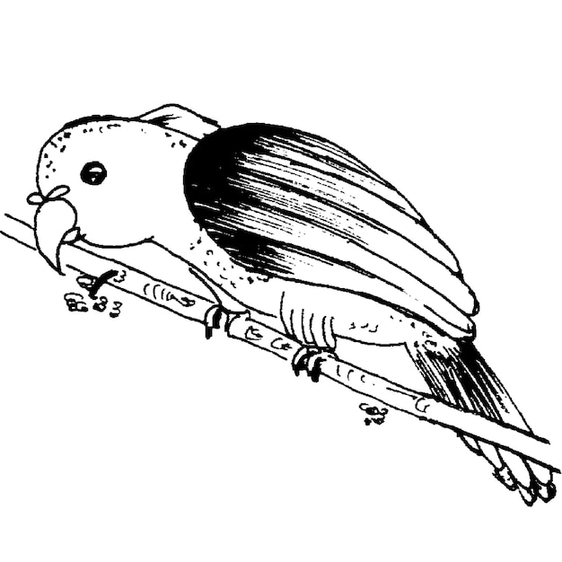 un disegno di un uccello con la parola