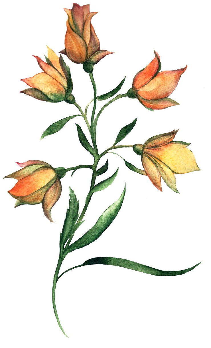 PSD un fiore ad acquerello con delicate transizioni di colore petali delicati e linee lisce vernice fatta a mano