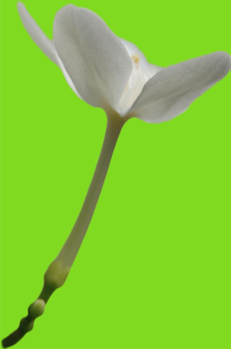 PSD un fiore bianco con lo sfondo verde è uno sfondo verde un primo piano di fiore bianco