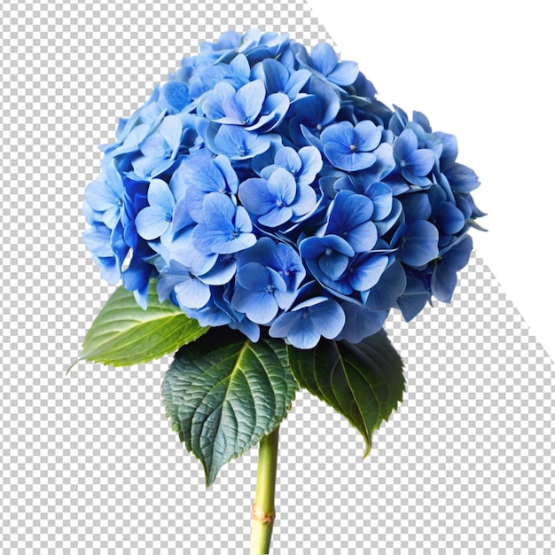 un fiore blu è mostrato su uno sfondo trasparente