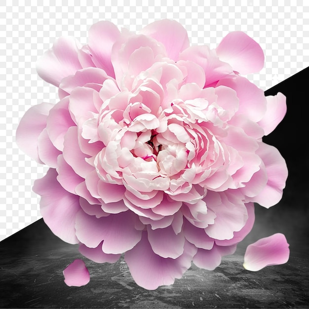 un fiore rosa è mostrato in questa foto