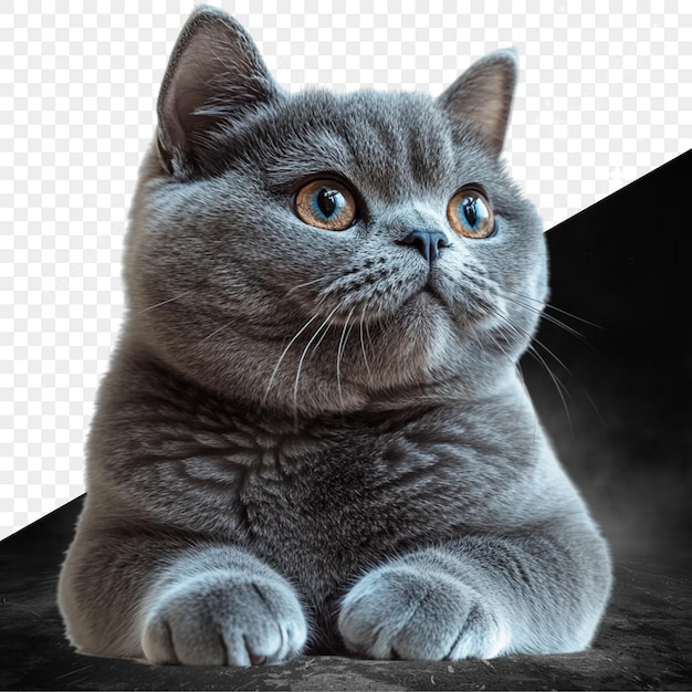 un gatto con gli occhi blu si siede su uno sfondo nero