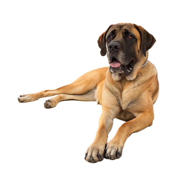 Un grande cane con un'espressione gentile che si riposa comodamente sfondo trasparente