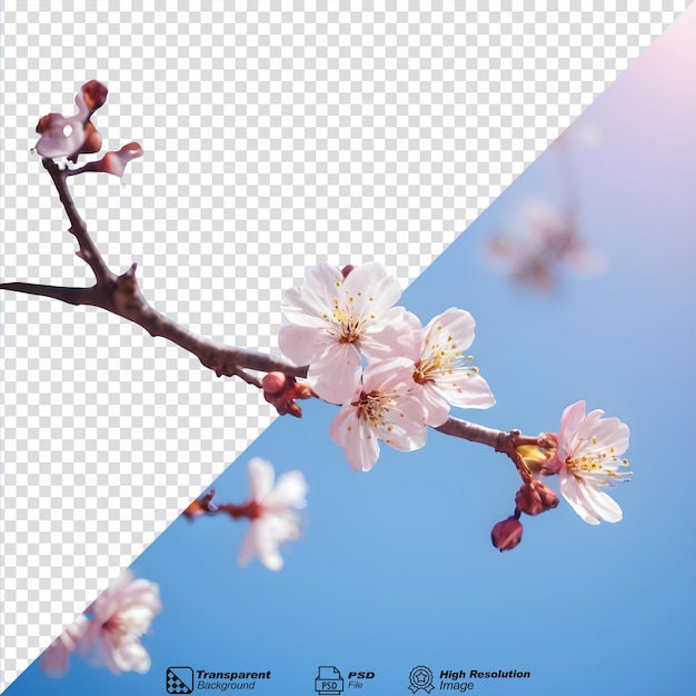 Un'immagine di un ramo di un albero in fiore isolato