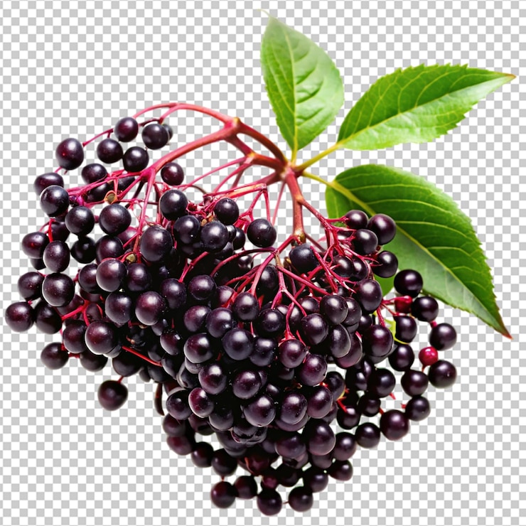 PSD un'immagine di una bacca nera e rossa con una foglia verde