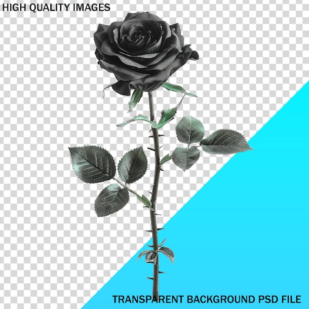 un'immagine di una rosa nera con uno sfondo blu