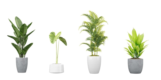 Un insieme di piante in vaso con una scritta "tropicale"