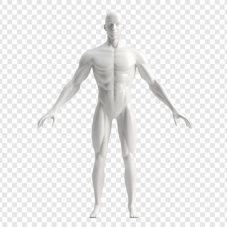 PSD un modello anatomico maschile bianco 3d mostra la struttura muscolare dettagliata una vista anteriore del corpo umano ideale per l'illustrazione medica o l'animazione