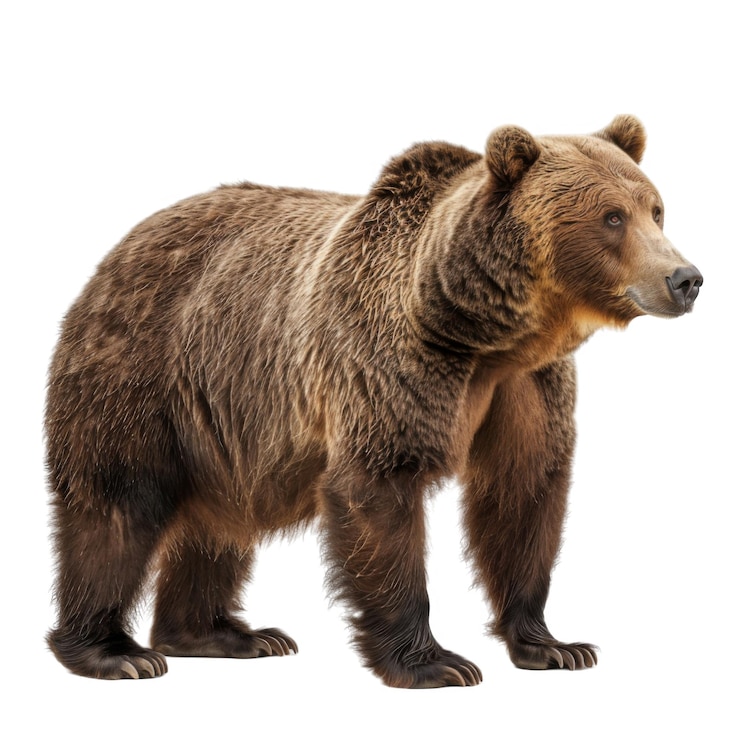 PSD un orso marrone solitario in piedi contro