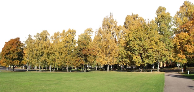 un parco con alberi e un campo verde con un cielo bianco sullo sfondo