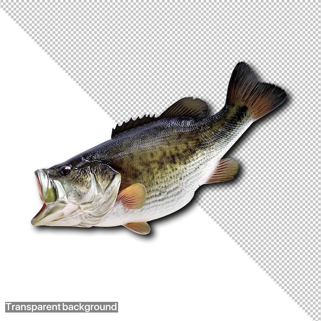 un pesce che ha la parola mosca su di esso