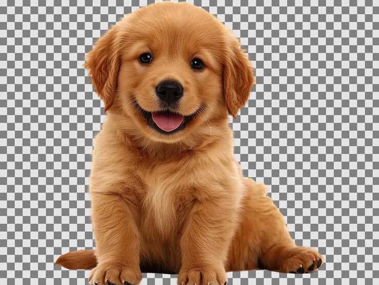 PSD un primo piano di un cane