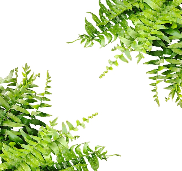 una felce verde con foglie verdi su uno sfondo trasparente png