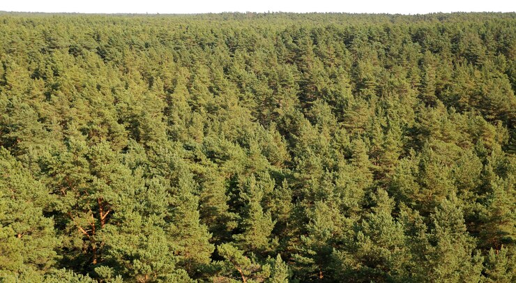 PSD una foresta di alberi di pino che sono verdi e marroni
