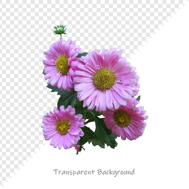 una foto di fiori che dice trasparente in fondo