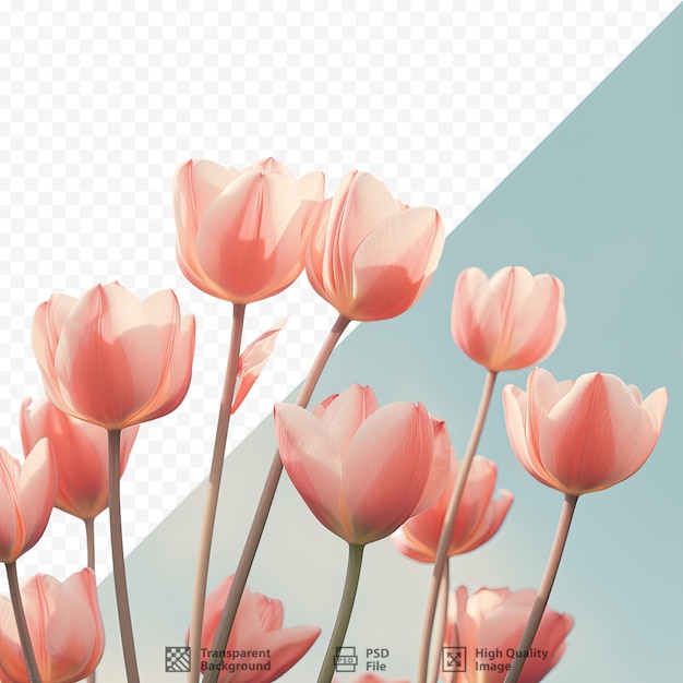 una foto di tulipani rosa con sfondo blu.