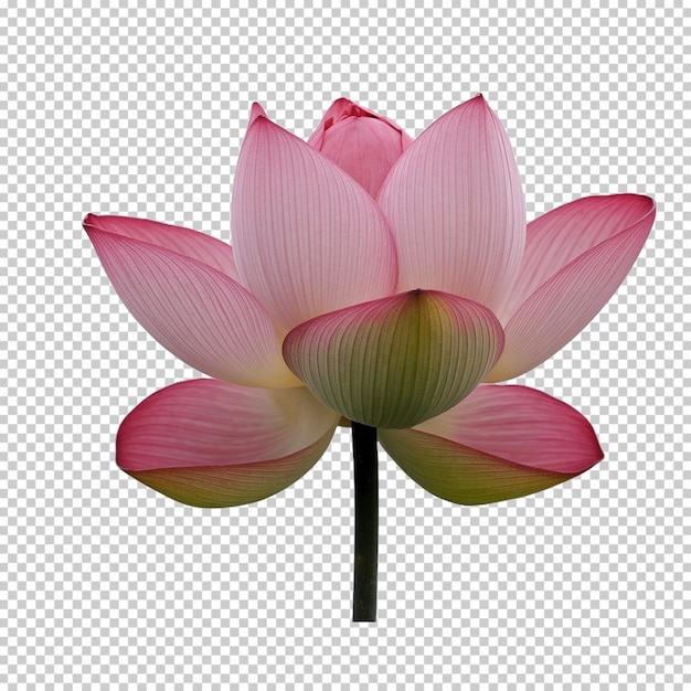 Una foto di un fiore di loto rosa con uno sfondo bianco