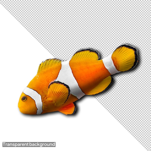 una foto di un pesce che dice il nome dell'azienda