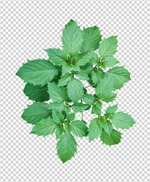 una pianta con foglie verdi su sfondo bianco una pianta verde con foglie su sfondo bianco g