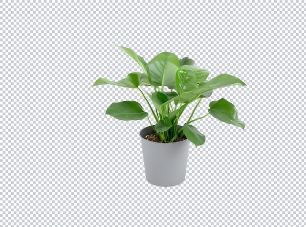 una pianta con un vaso verde