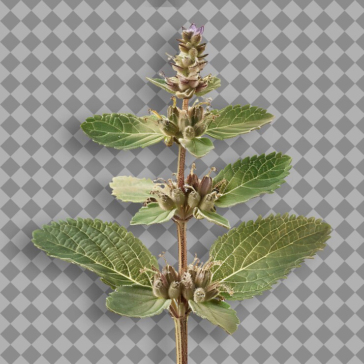 PSD una pianta con una foglia verde su di essa è mostrata su uno sfondo grigio