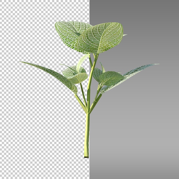 una pianta con una foglia verde su di essa