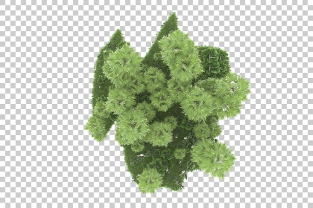 Una pianta verde con foglie verdi su uno sfondo trasparente.